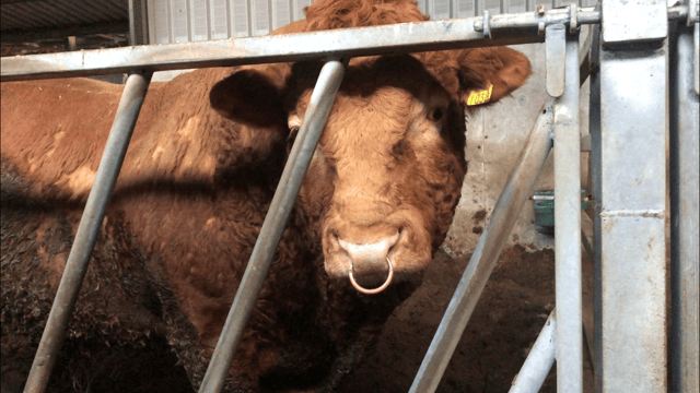 Changes to bull fertility insurance - breed societies face difficulty