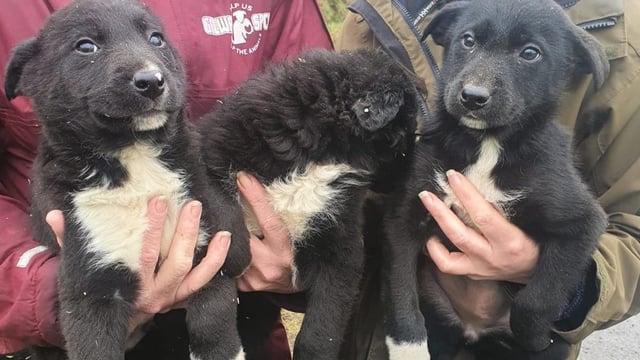 Gardaí seize 12 dogs and 5 puppies in Galway