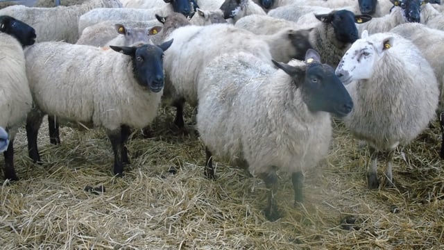 Dispersal sale of in-lamb ewes taking place tomorrow at Dowra Mart