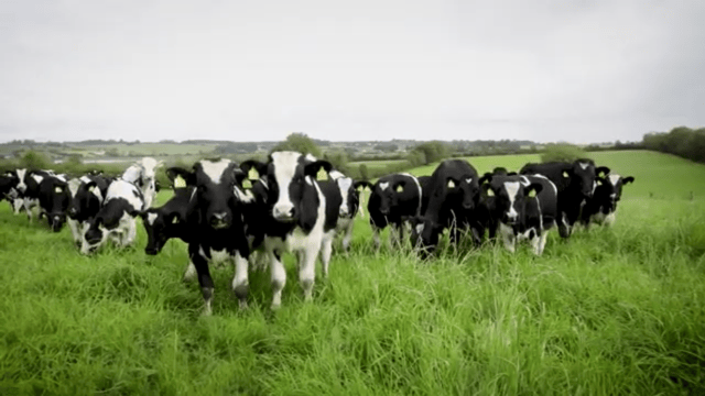 How much weight should your weanlings be putting on at grass?