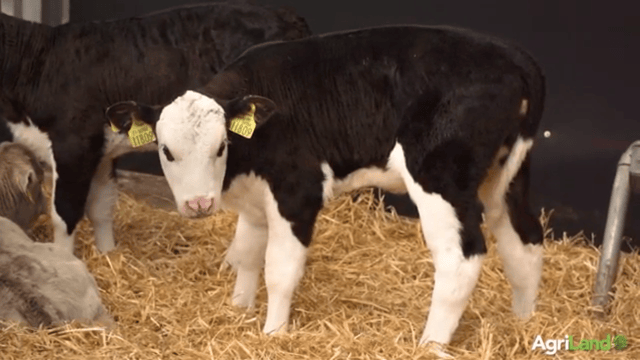 Weaning calves off milk replacer this spring