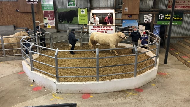Multi-breed pedigree sale in Carrick-on-Shannon topped at €4,650