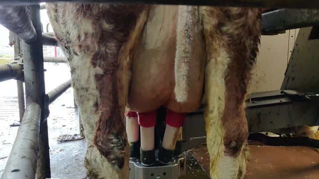 'We felt we would only get a few years out of a second-hand parlour, so we put in a robot'