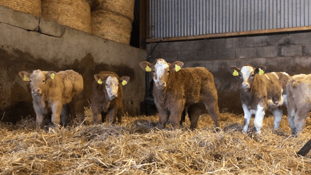 Beef Focus: 'If a cow is producing quality calves, she has enough of stars for me'