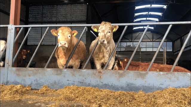 Managing weanlings and cows until turnout to grass