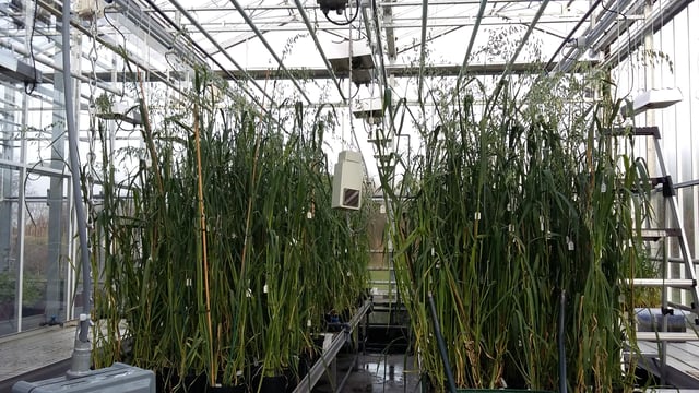 Almost €3m for research project on oats