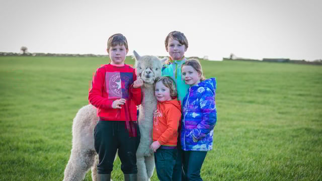 Taughmaconnell family expand alpaca enterprise