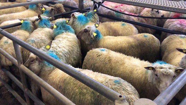 Sheep trade: Hogget prices continue upward surge, as top prices hit €6.70/kg