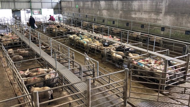 Pics from the mart: Hoggets stronger by €4-5/head across the board at Ennis Mart