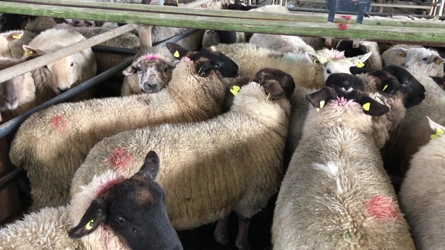 Slight improvement seen in the trade at Carrigallen Mart's sheep sale