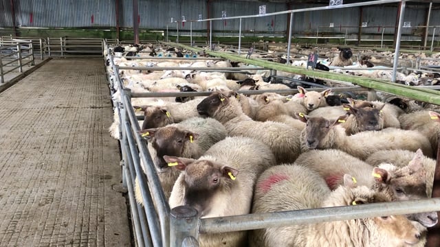 Sheep trade: 'Deals of €6.45/kg and more, in cases, being secured'