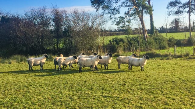 'Fines of €100 are doing nothing to deter incidents of sheep worrying'