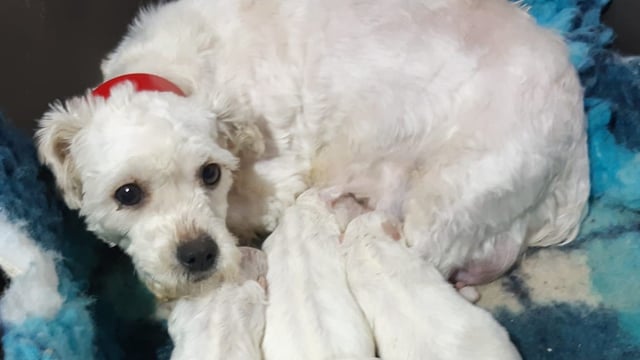 62 dogs surrendered as illegal breeding establishment is discovered in Offaly