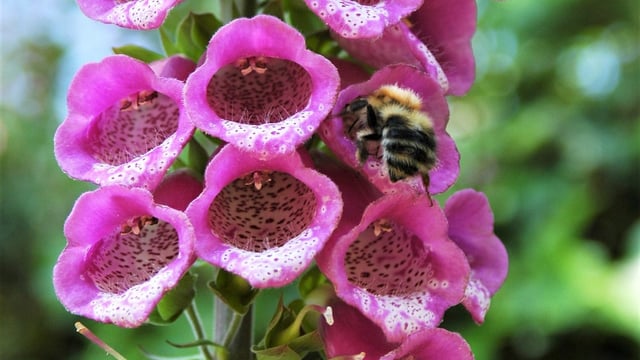 'Some 50 years ago, our farms were pollinator havens'