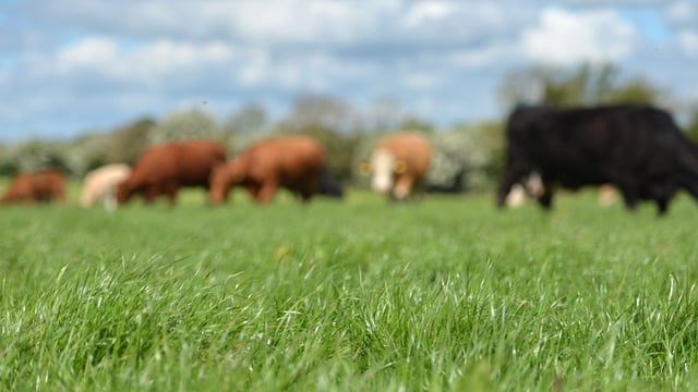 Get your grazing plan into action