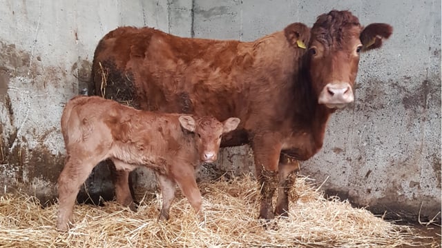 Calving the suckler cow successfully