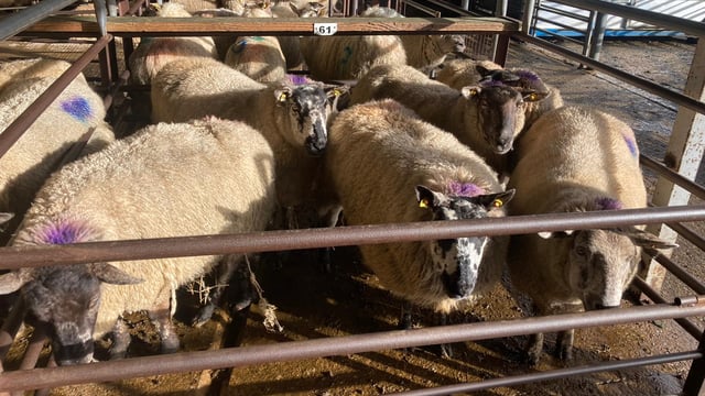 Dispersal sale of in-lamb ewes at Dowra sell up to €245/head