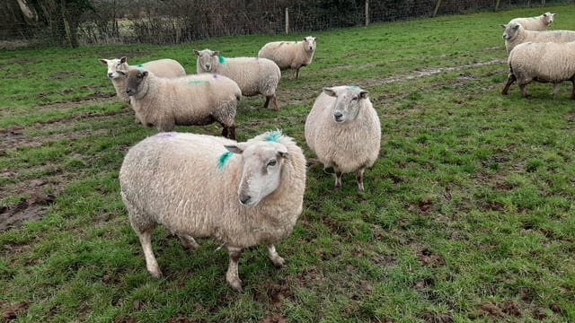 Dispersal sale of 150-ewe flock at Tullow make up to €230/head