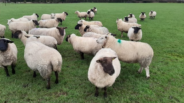Dispersal sale of 150 in-lamb ewes set to take place this Tuesday at Tullow Mart