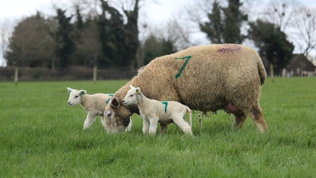 'Flock recording will deliver huge benefits'
