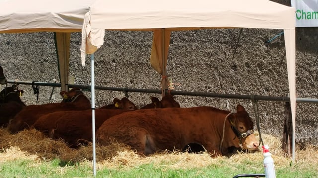 Mullingar Agricultural Show cancels proceedings for 2021