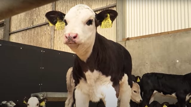 Feeding calves upon arrival to the farm