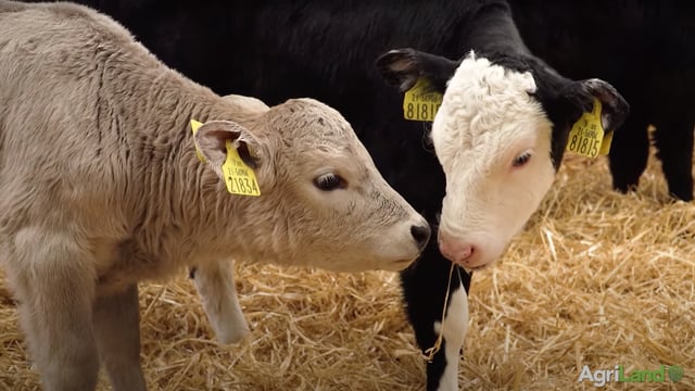 Best practice for administering vaccines to calves