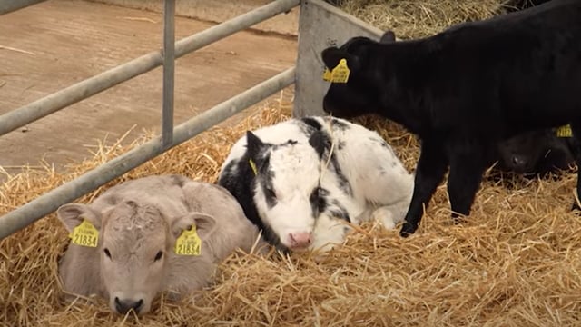 Reducing antibiotic usage by following a herd health plan