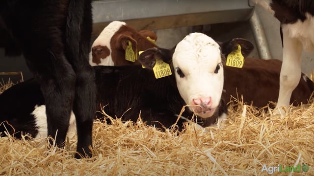 What questions should you be asking when sourcing calves off-farm?