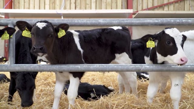 Spring Calf Series: Making use of CBV before buying