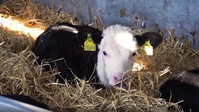 This year's calf registrations heading towards 700,000