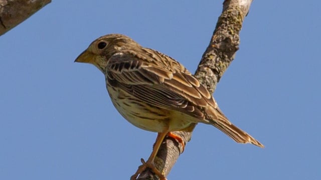 'Far from controversial': Corn Bunting reintroduction spoken about 'gently' in conservation circles