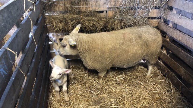 Take extra caution when buying in foster ewes or pet lambs