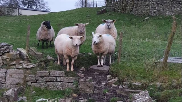 Walkers urged not to take dogs onto the hills