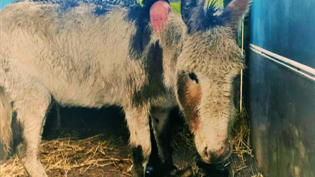 'Distressed' donkey abandoned in field prompts animal cruelty investigation