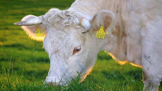 UFU tells Ag Committee Climate Change Bill 1 would be 'more detrimental than any trade deal'