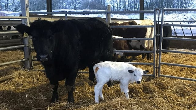 Successful embryo transfer gives hope for one of the UK's rarest semi-wild cattle breeds