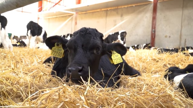 Episode 3 of 'The Calf Show' series is now live - Calf health and vaccinations