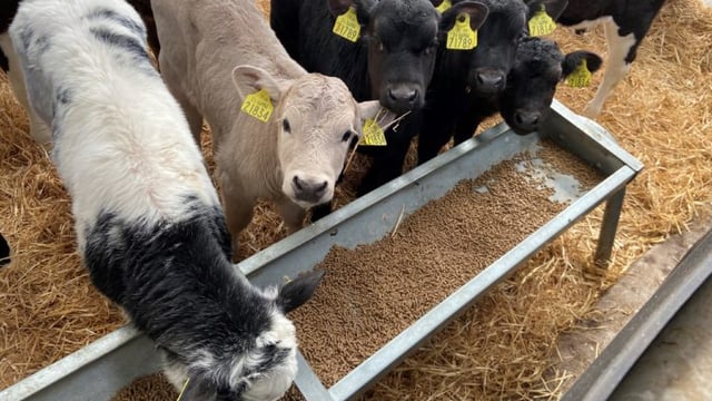 Dairy Beef Index: What do calf-to-beef farmers need to know?