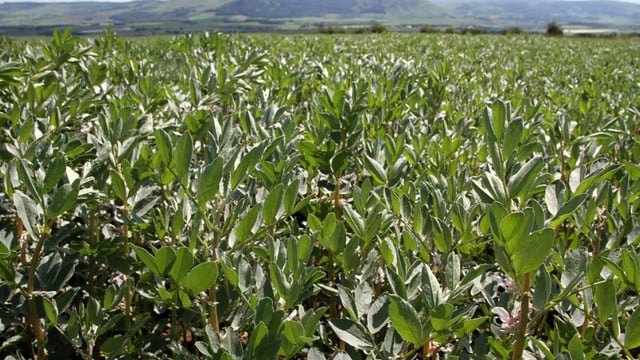 Webinar to explore practicalities of protein crops for NI dairy sector