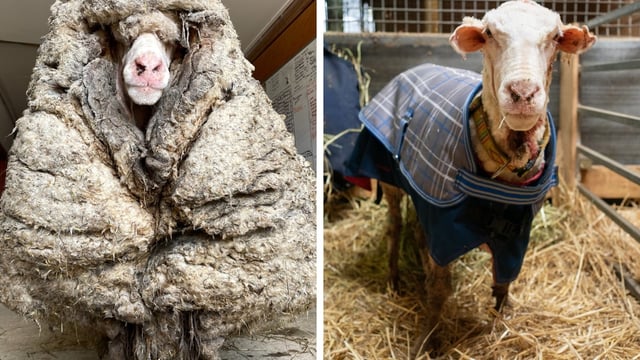 Rescued wild sheep in Australia is shorn of its 35kg fleece