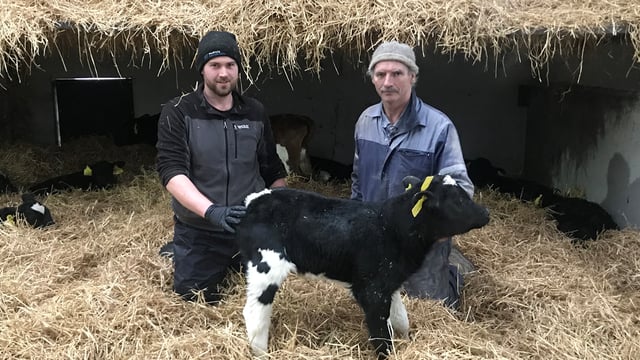 Dairy Focus: Building towards the future in the Royal County
