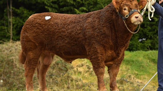 Limousins topped at 6,800gns in Dungannon