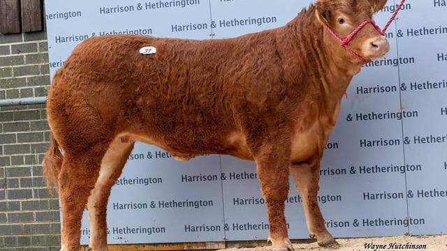 Limousin heifer with Irish genetics sells for record breaking 250,000gns