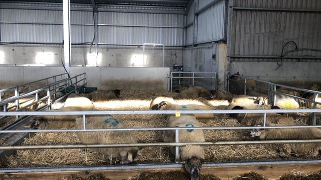 Twin lamb disease: What can I do to avoid this occurring?