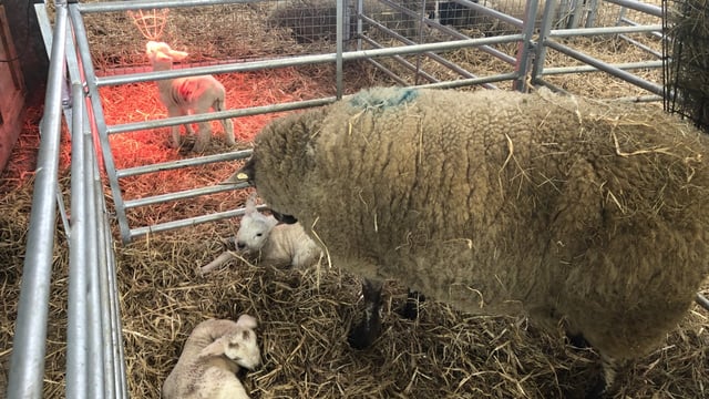 Time to gather up essential supplies for lambing