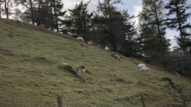 First of 2 virtual Teagasc Hill Sheep Conferences taking place this evening