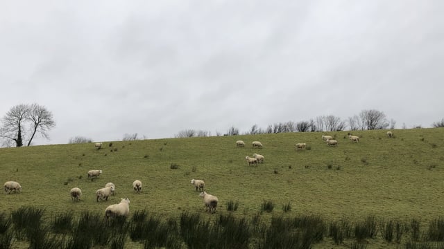'Ewes that are in good condition at mating time are going to give you more lambs'