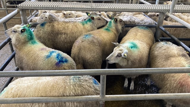 Sheep trade: Price recovery continues as deals reach €6.40/kg