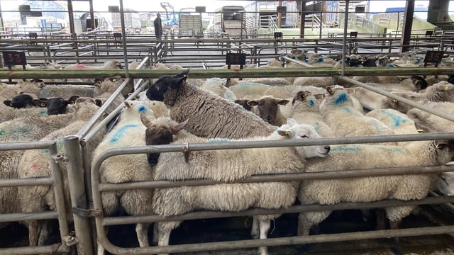 Sheep marts: Solid demand all round, as prices for heavy hoggets creep up